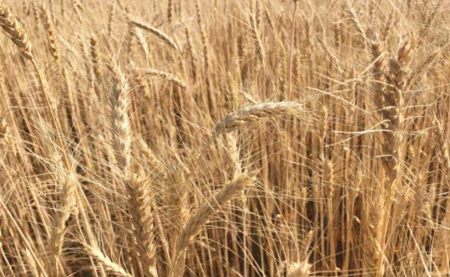 Немецкие аналитики спрогнозировали скачок урожая пшеницы в России