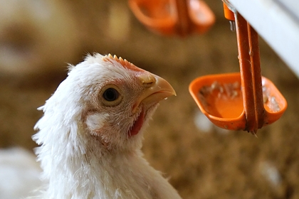 Оценена вероятность заражения птичьим гриппом через мясо курицы