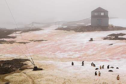 Украина показала розовый и зеленый снег в Антарктиде