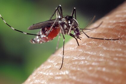 Комаров отучат пить кровь