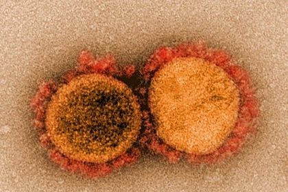 Раскрыта опасность бразильского штамма коронавируса