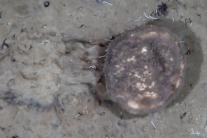 Ученые совершили неожиданное открытие в глубинах океана