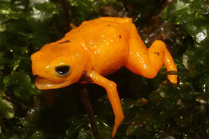 Открыт новый вид светящейся в темноте ядовитой жабы