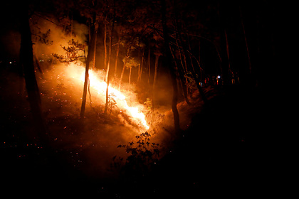 Ученые установили сроки начала лесных пожаров на Земле