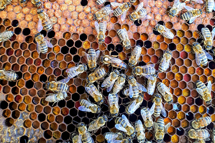 У пчел обнаружили способность клонировать себя