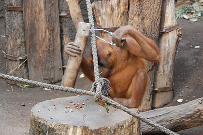 У орангутанов обнаружили способность пользоваться инструментами