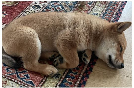 Щенок Маска взвинтил курс криптовалюты