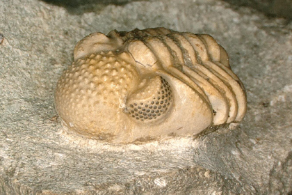 У древних вымерших существ обнаружили &laquo;суперглаза&raquo;