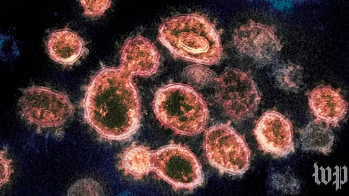 Подсчитан срок появления значимых мутаций ковида