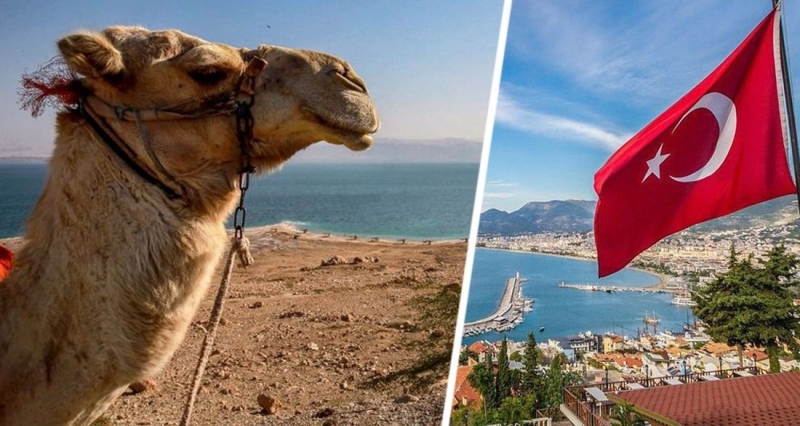 Турист обвинил турецкий отель, назвав его отвратительным, а турки сообщили о его пьяном побеге и возвращении с верблюдом