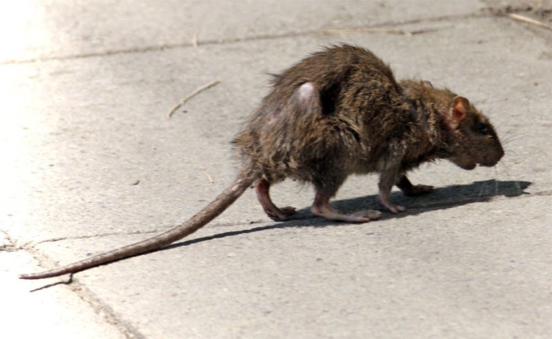 Крысы с размером с кошку захватили курорт, посеяв ужас у туристов