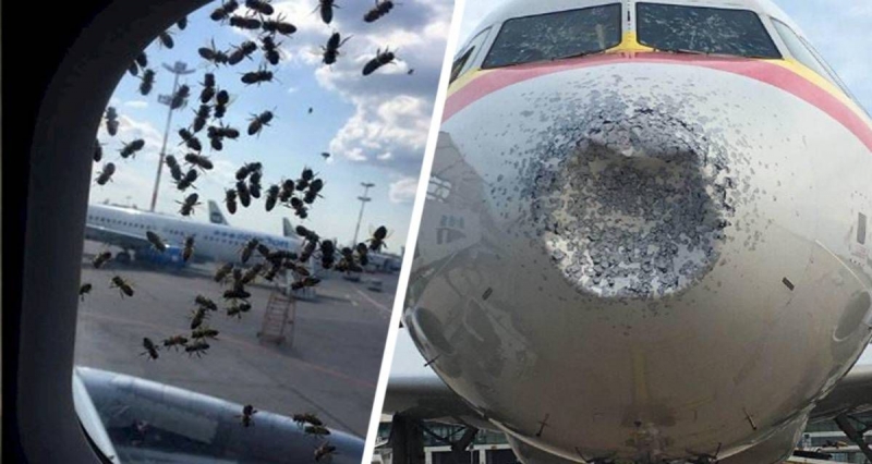 Гигантские пчёлы начали нападать на самолеты в Таиланде: атакованы уже два самолета с туристами