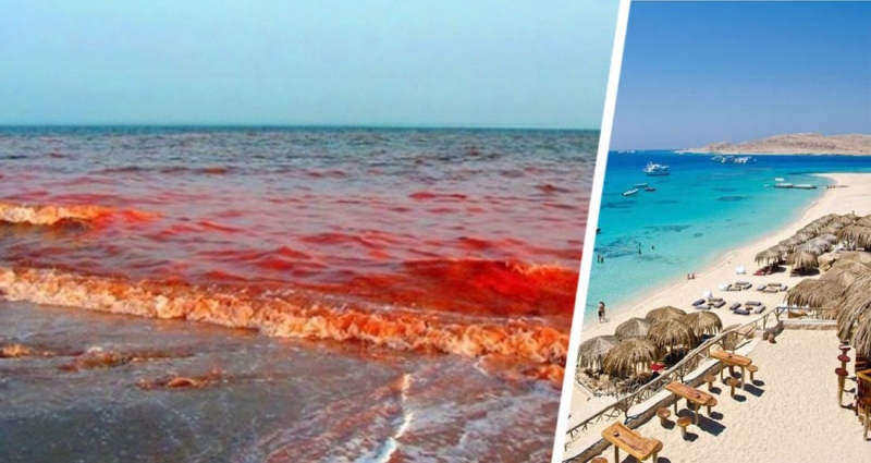 В Хургаде цвет Красного моря стал кровавым, напугав туристов