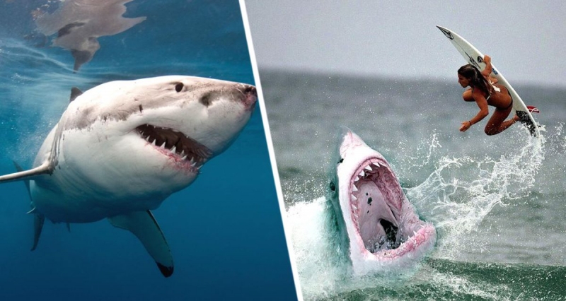 На курорте замечена уже вторая акула: туристы в панике разбежались