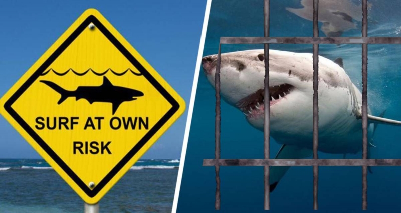 Туроператоры составили туристам списки безопасных отелей Хургады, где есть сетки от акул