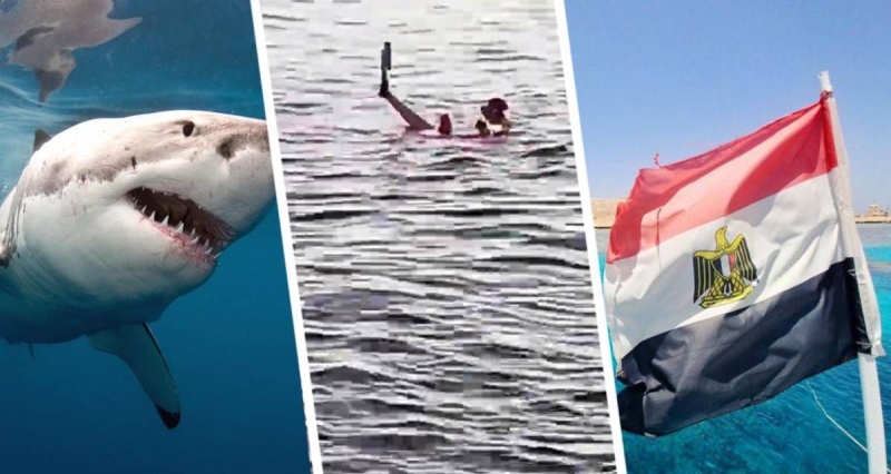 Опять акула: в Египте срочно закрыли пляжи популярного курорта, туристы напуганы