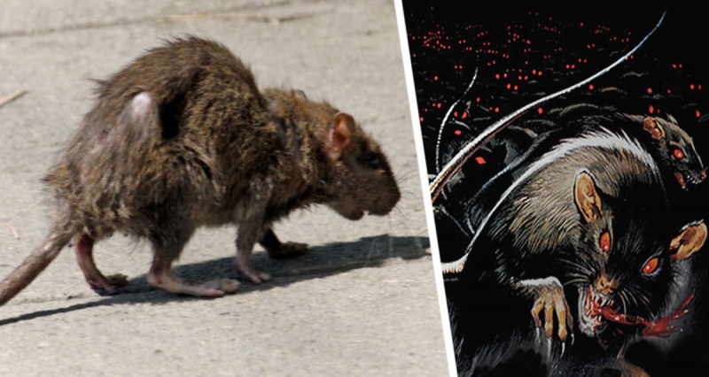 На самый популярный город Европы началось нашествие крыс: количество перевалило за 7 миллионов, объявлена тревога