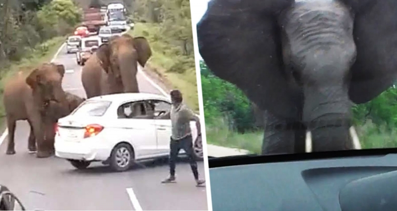 В популярной у россиян стране дикий слон напал прямо на шоссе на такси с туристами