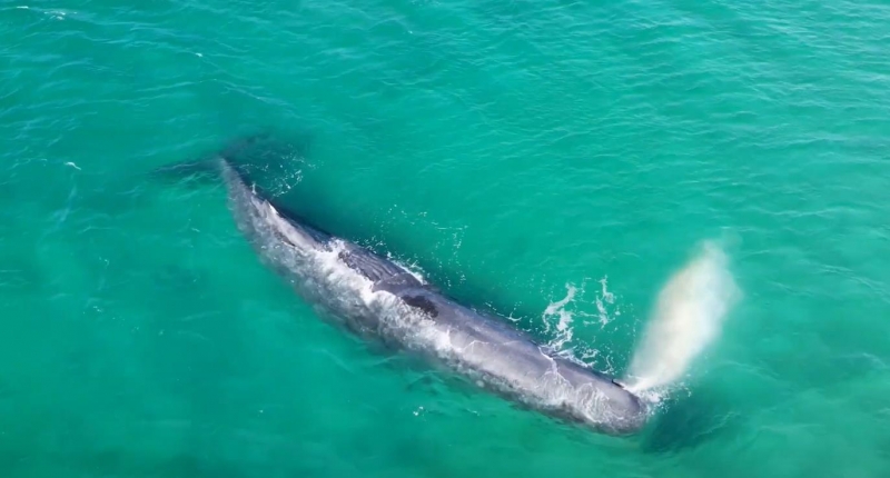 Туристы в Хургаде случайно наткнулись на гигантских 5-метровых дельфинов