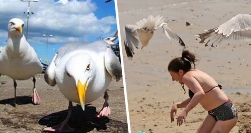 Голодная чайка напала на туристку и вырвала у нее изо рта мини-яйцо