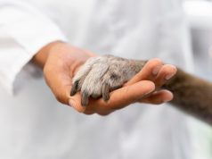 Ритуальные услуги для животных: гуманный подход к прощанию с питомцами