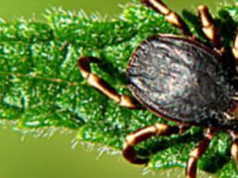 Полное уничтожение клещей: защита дома и участка от непрошенных гостей