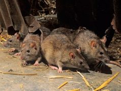 Профессиональная травля крыс и мышей: решение проблемы