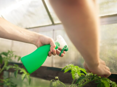 Защита растений весной: эффективные методы борьбы с вредителями и их влияние на урожайность