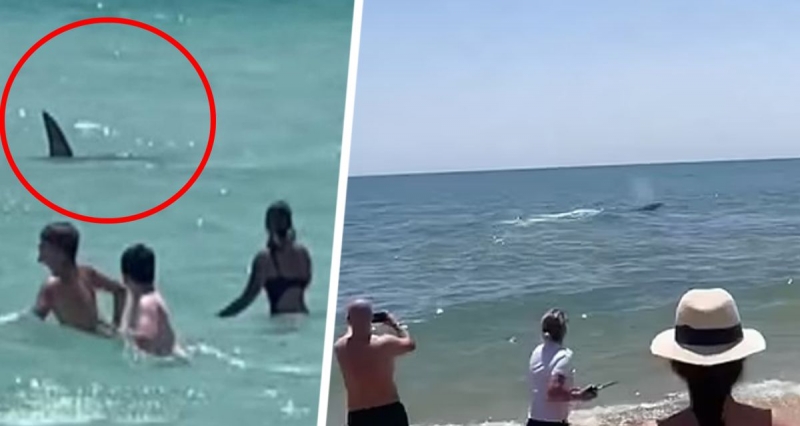 Новое нападение акулы на туристов в Египте: хищник откусил женщине руку